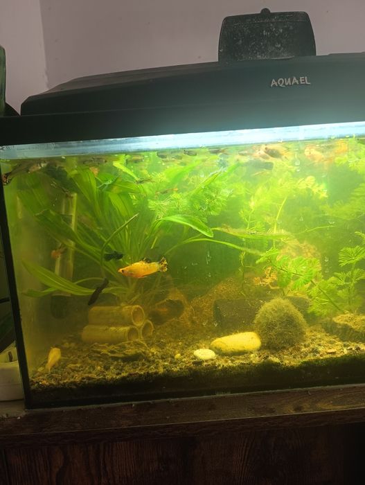 Sprzedam akwarium z wyposażeniem