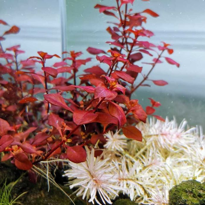 Roślina akwariowa ludwigia super red