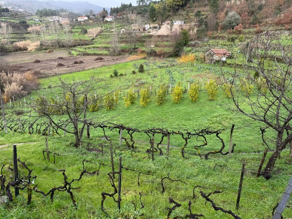 Quinta  6500 m2.