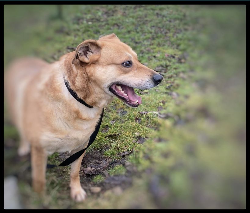 Max - w typie Labradora