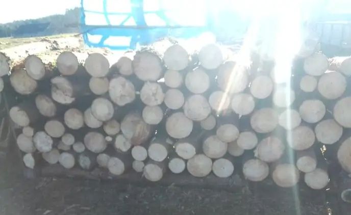 Drewno opałowe sosnowe   cięte i działanie.