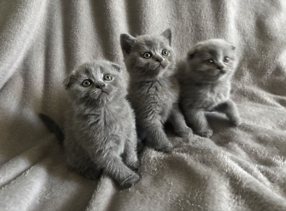 Чистокровні шотландські висловухі кошенята Scottish Fold