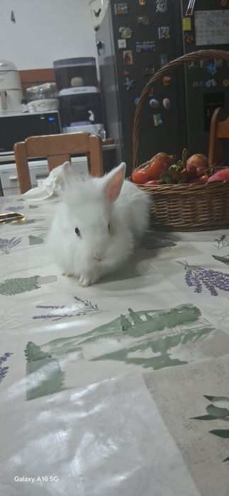 Casal de coelhos anões