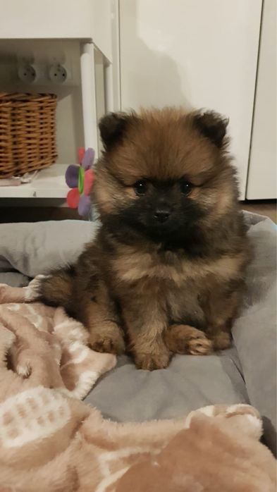 Pomeranian miniaturka