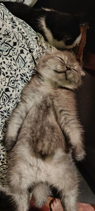 Продам шотландського котика 3,5 місяці