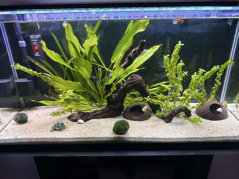 Aquario Aquatlantis completo (70Cx40Ax30L)