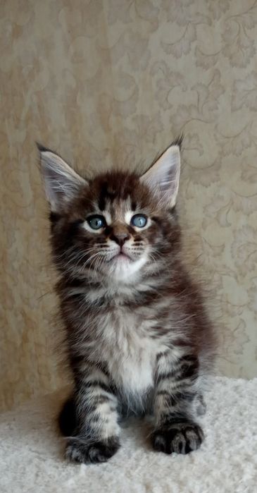 Мейн кун Мальчики в дикий  окрас и рыжий, есть кошечка и котики