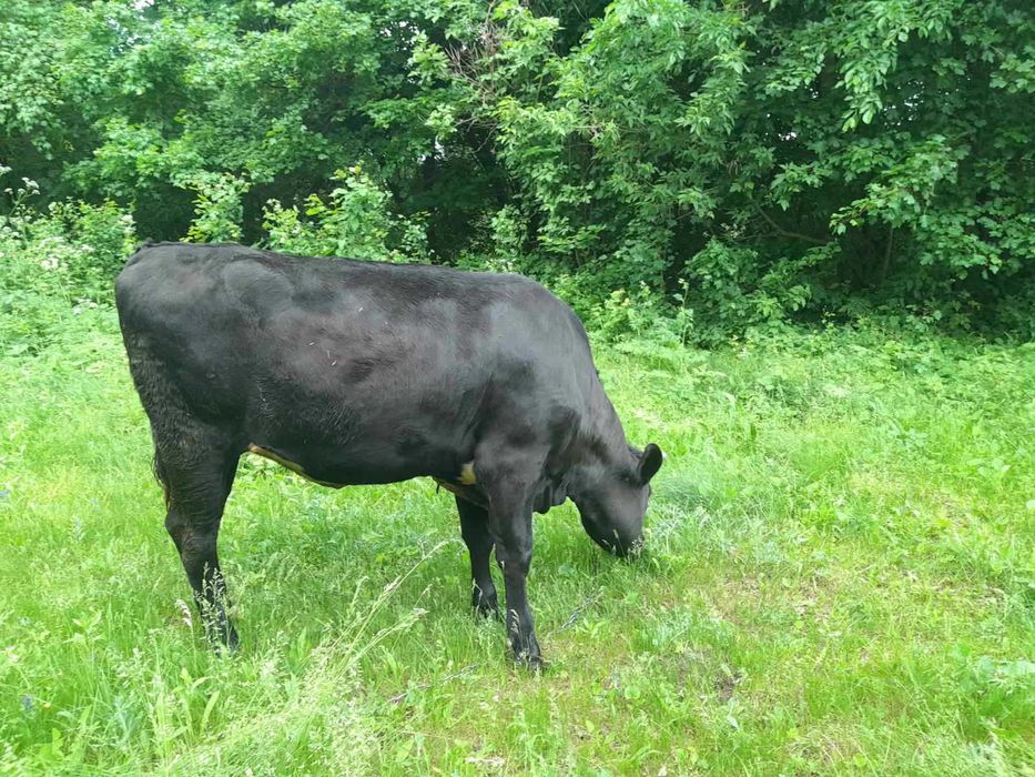 Продам телицю від доброї корови