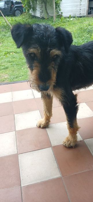 В добрі ручки собак