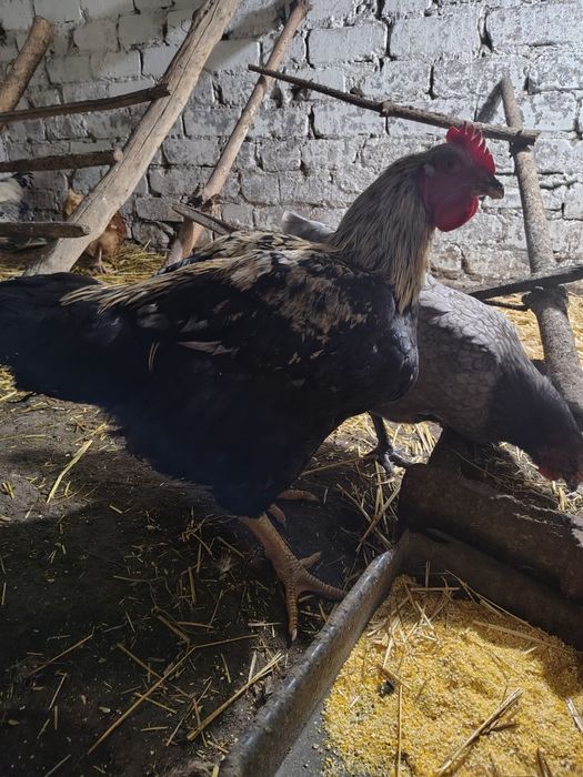 Півень для інкубації