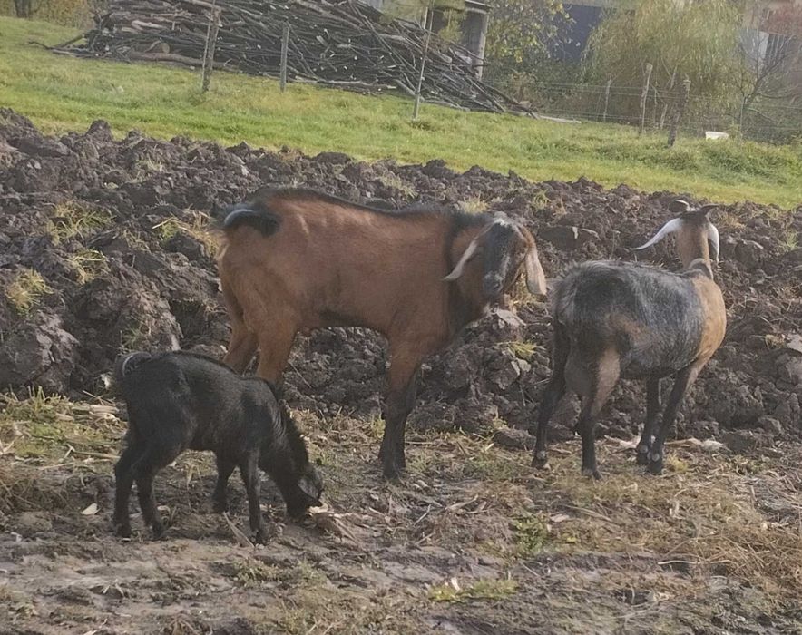 Продам або обміняю англонубійця цапка!