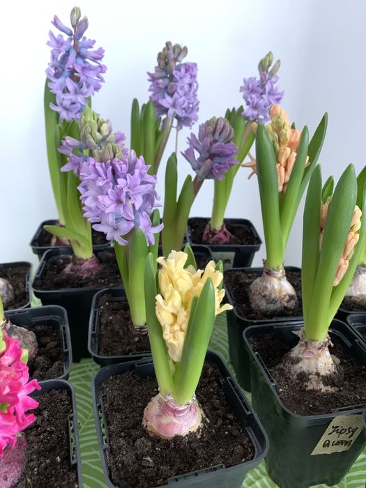 Гіацинти в горщиках — ароматна весна у вашому домі