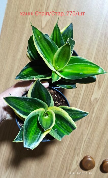 Бандед Нельсон санса і інші