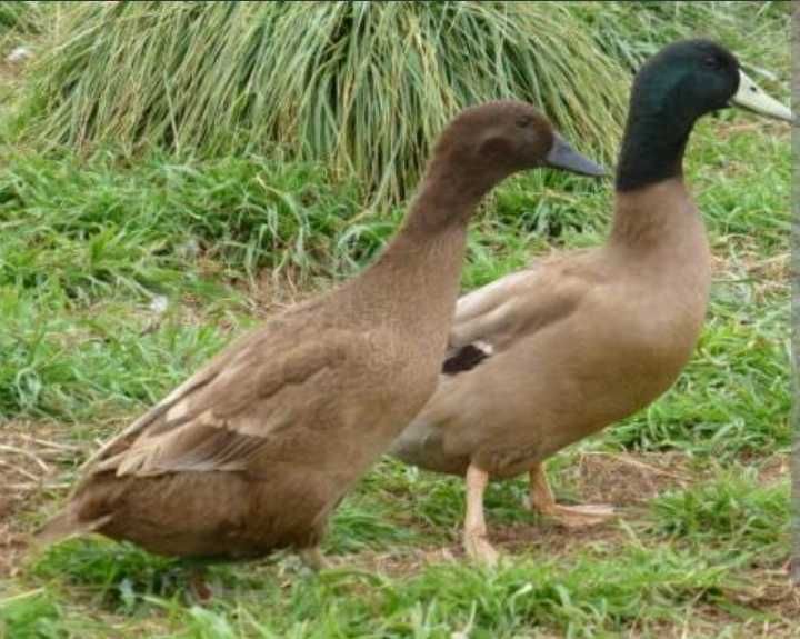 Raças exóticas- Brahmas Porcelana Bio Farm - cores raras (Patos Khaki)