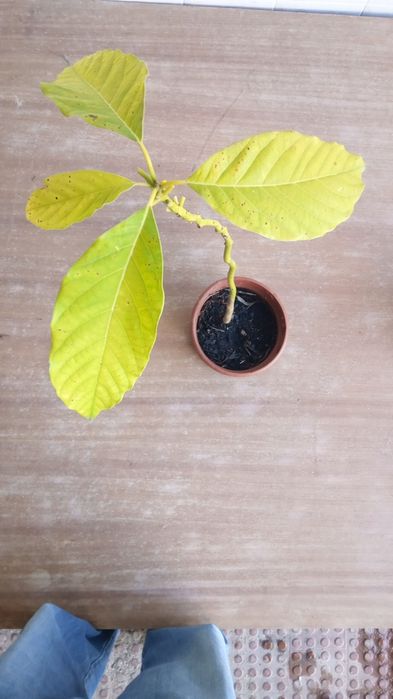 Yuka em vaso para jardim