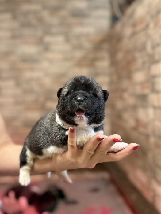 Akita Amerykańska Szczeniak