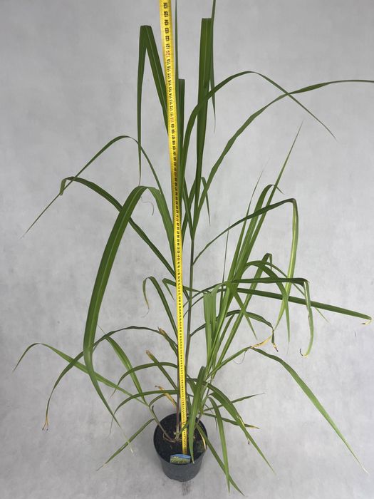 Miskant gigant gigantus najwyzszy do 2,5m kalisz wysyłka