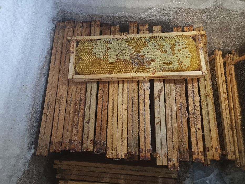 Ramki 1/2 wielkopolskie z suzem
