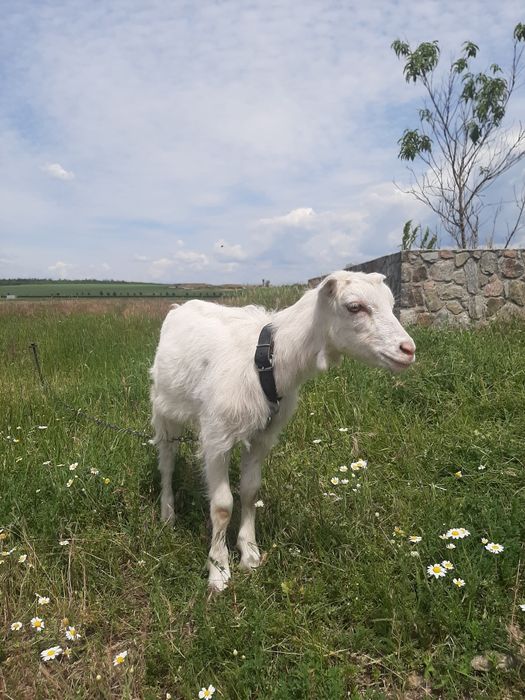 Коза породи Ламанча, козеня випоєне
