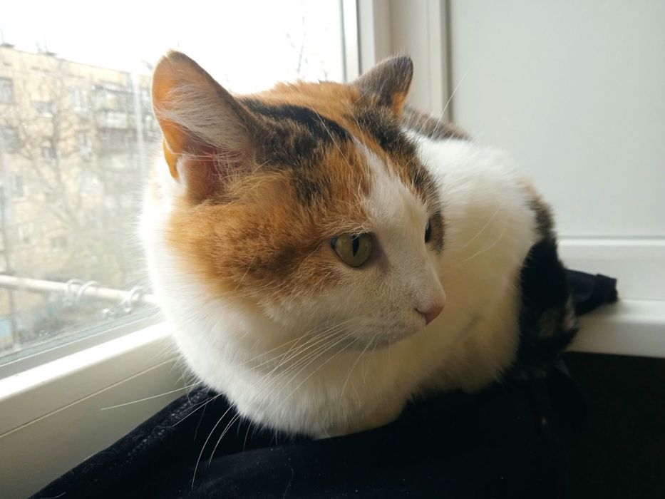 Кішечка стерилізована.