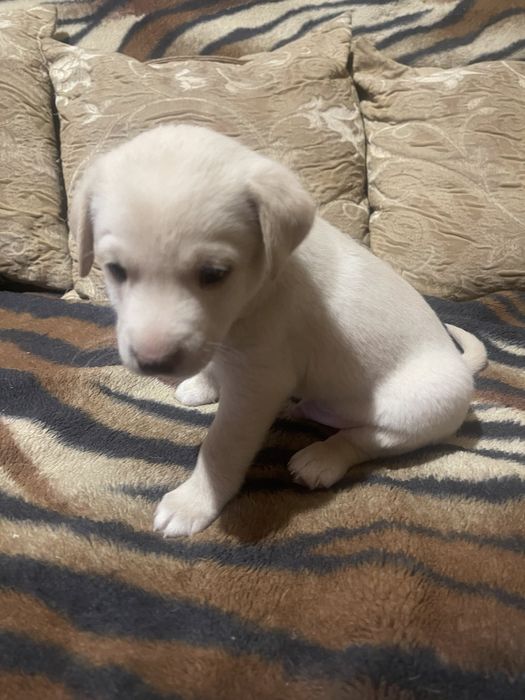 Дуже гарне цуценя