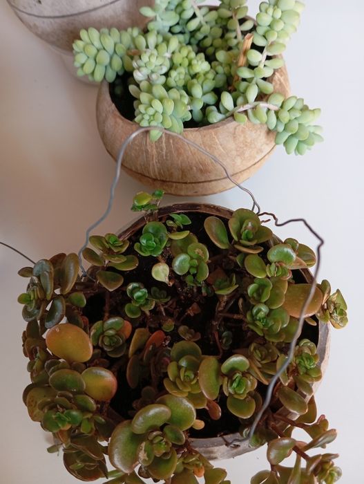 Suculentas desde 3 euros