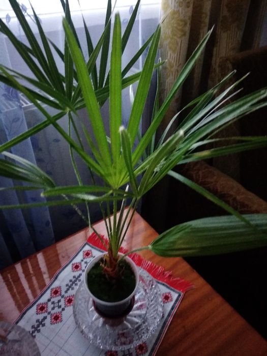 Пальмы веерные,посеяные из семян.Не прихотливые.