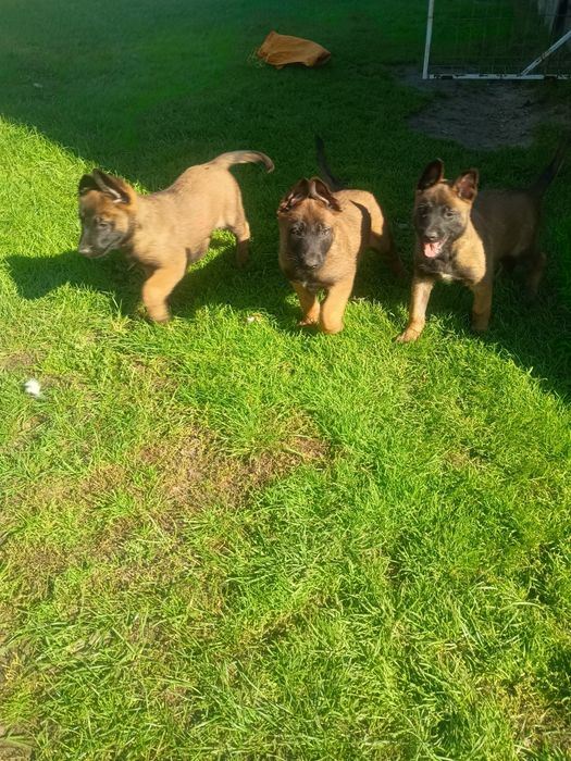 Owczarek Belgijski Malinois