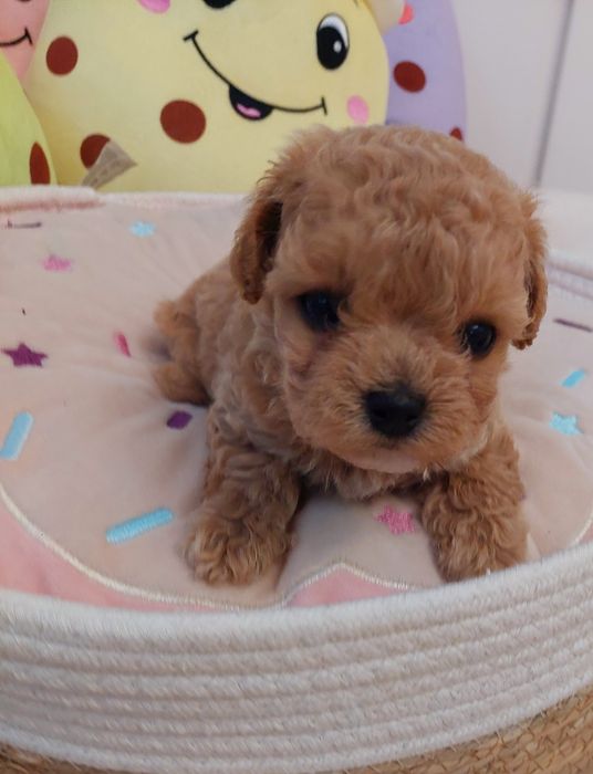 Maltipoo chłopczyk xxs Leo