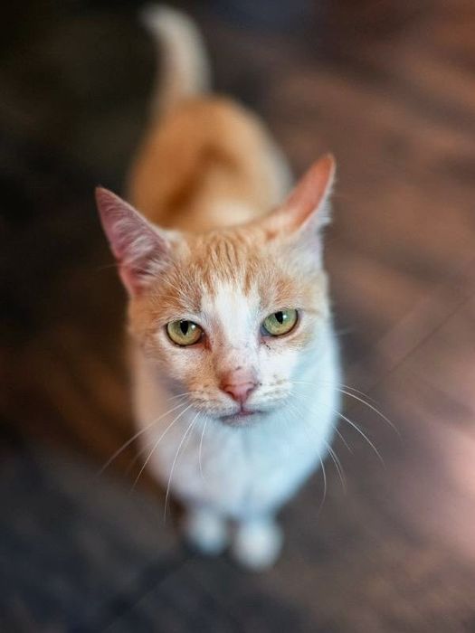 Kremowa Dobrochna do adopcji na jedynaczkę!