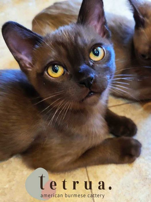 Настоящая кото-собака - американская бурма!!!