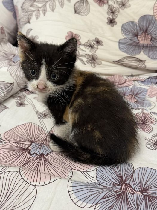 віддамо котиків в добрі руки