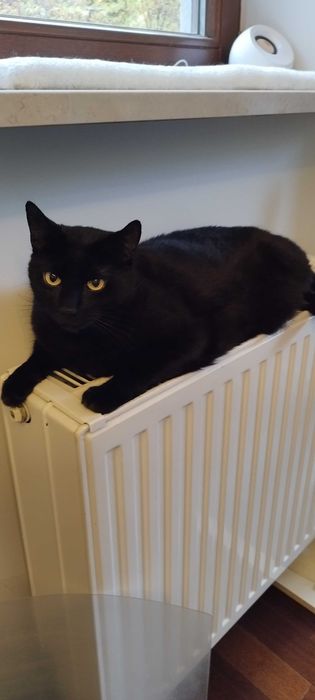 Kot LIN, 7 lat, szuka nowego domu stałego