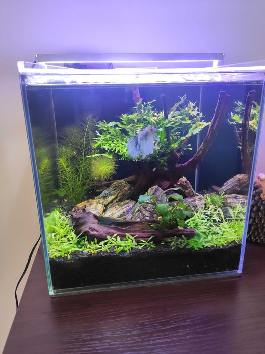 Zakładanie i serwis akwarium