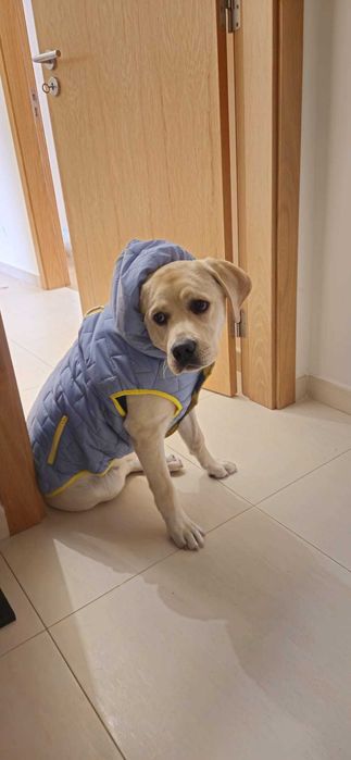 Cadela de Raça Pura com LOP - Muito doce e brincalhona