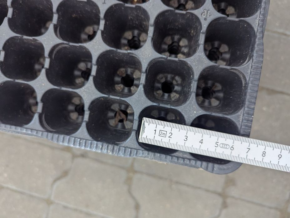 Wielodoniczki / multiplaty