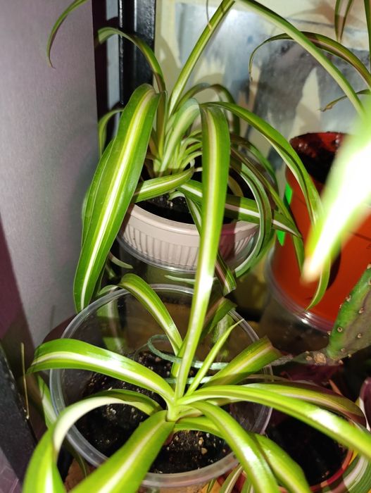 Гібіскус кімнатний, молочай біложилковий, хлорофітум чубатий.