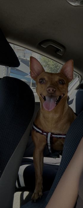 Pinscher fêmea de 6 anos procura namorado
