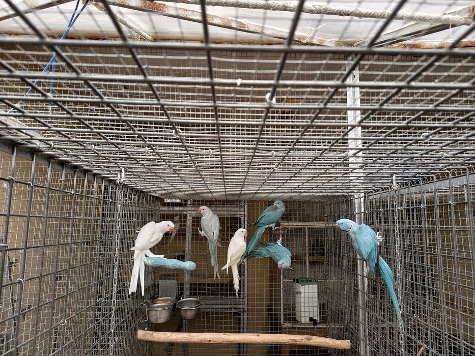 Ring necks para cedência