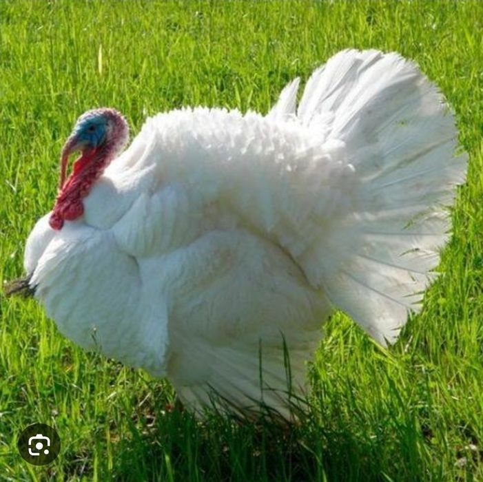 Яйце Інкубаційне