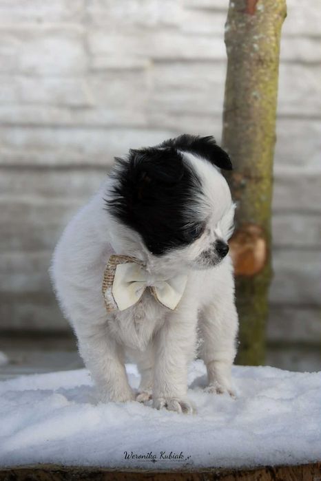 FRESCO - Długowłosy Chihuahua