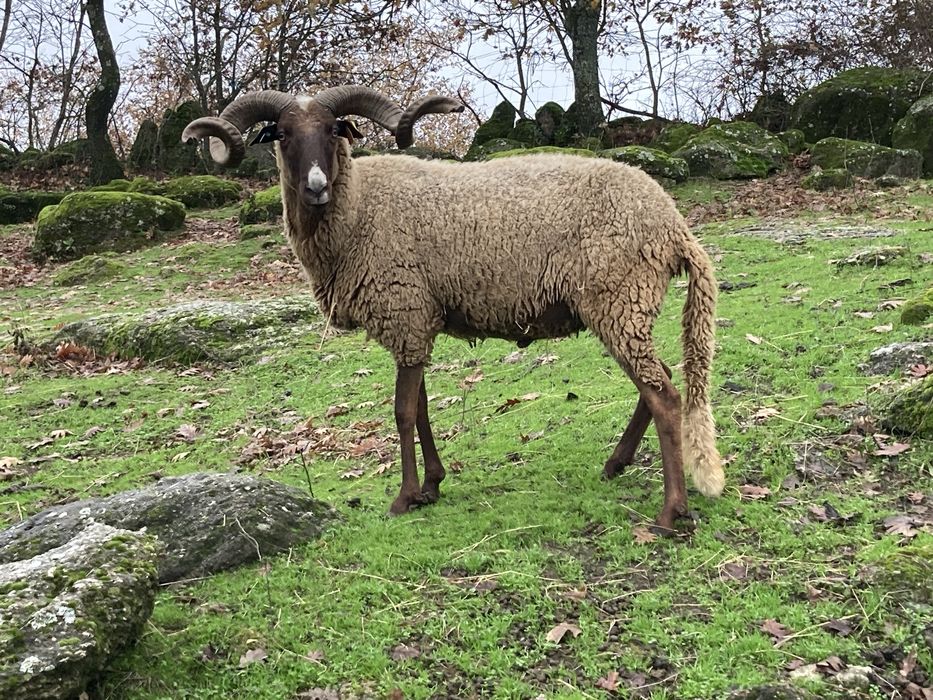 Disponiveis animais de quinta
