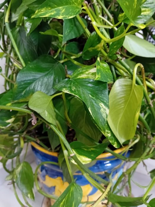 Planta jiboia com vaso