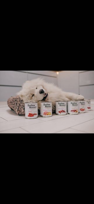 Reproduktor Samoyed – piękny, zdrowy pies do krycia
