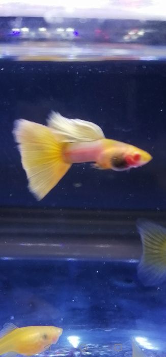 Gupiki Albino Yellow Taxi Glass Belly