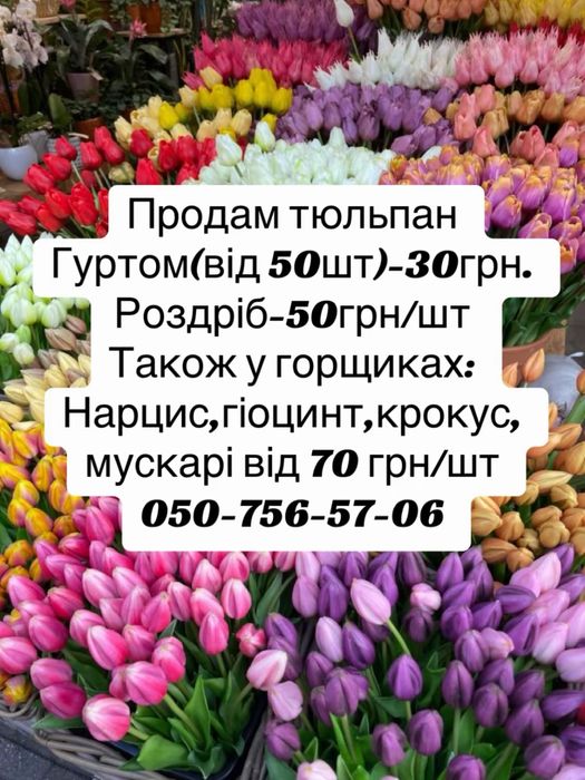 Тюльпан ОПТ до 14 лютого