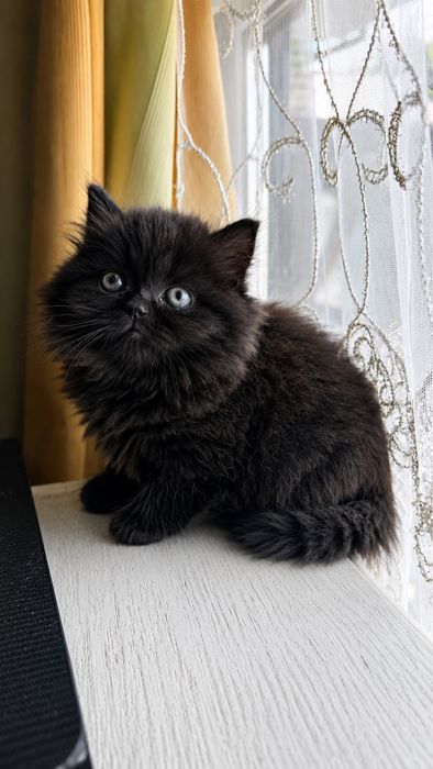Шотландские котята, темний шоколад, дівчинка