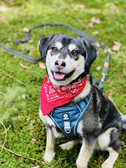 Aktywna Frytka szuka domku