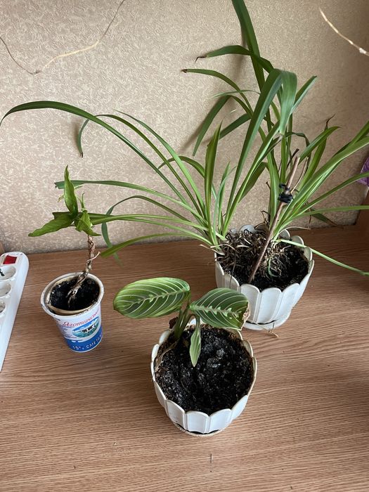 Кімнатні рослини