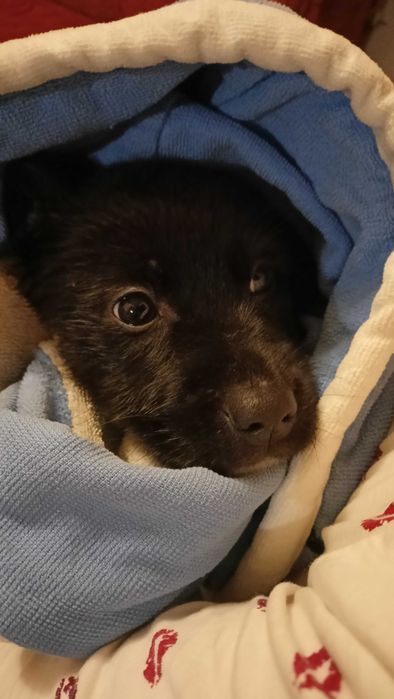 Цуцик в добрі руки. Терміново!